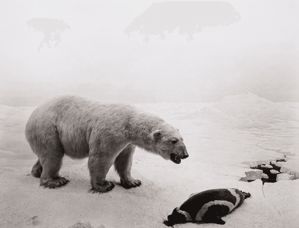 Artwork - Polar Bear