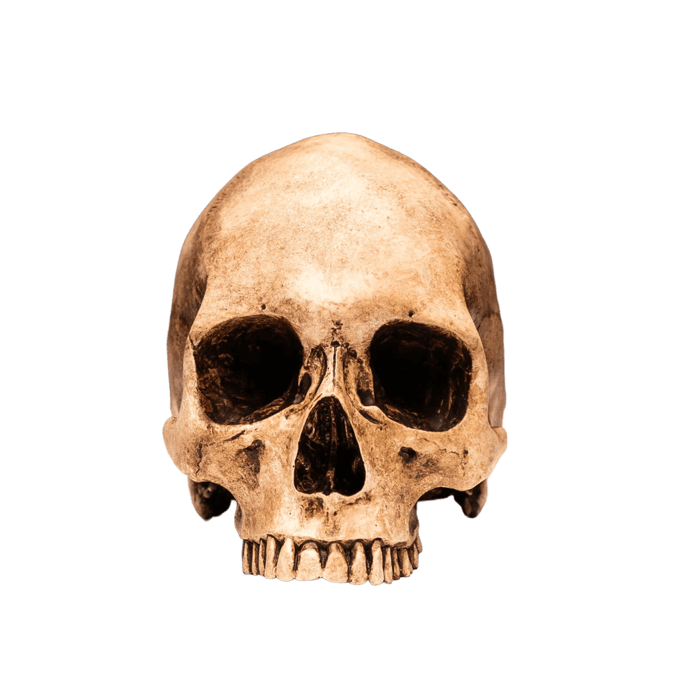 Artwork - Human Skull - Bleached Bone