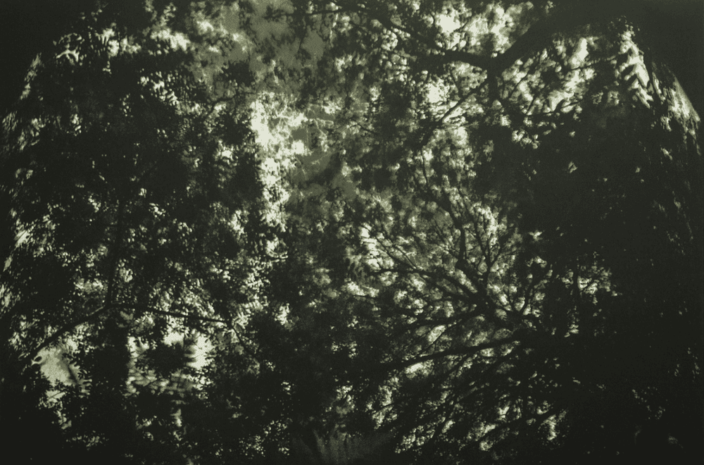 Artwork - Aqua Oscura' Autumn