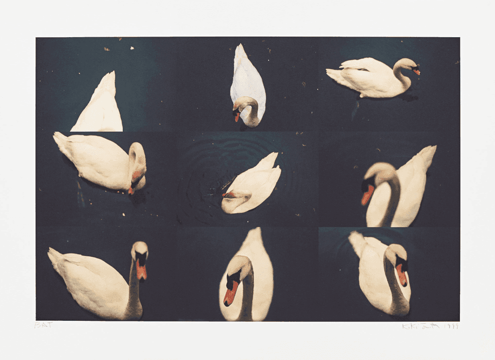 Artwork - White Swan