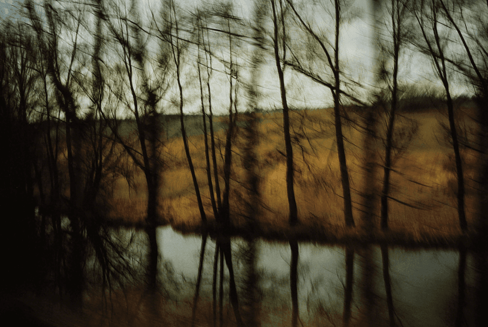 Artwork - Trees by the River