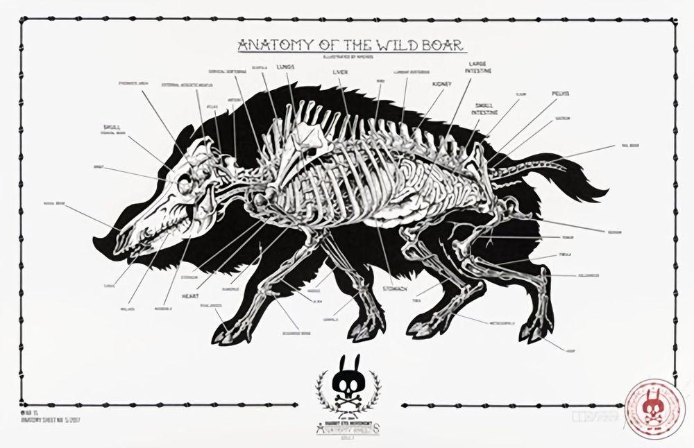 Artwork - Anatomy Of The Wild Boar: Anatomy Sheet No. 15