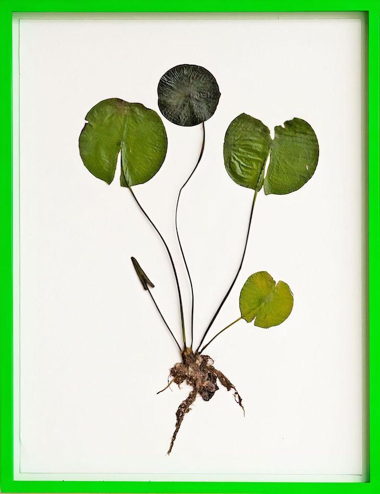 Artwork - Herbarium