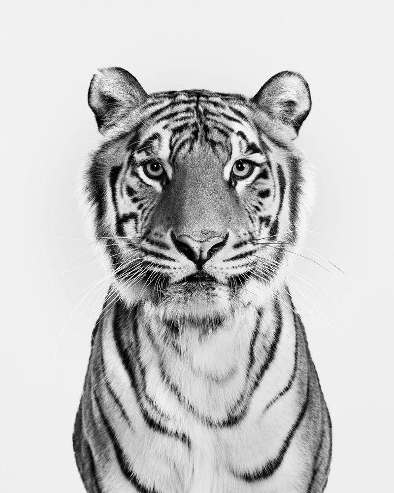 Artwork - Bengal Tiger No. 1 (BW) (Large)
