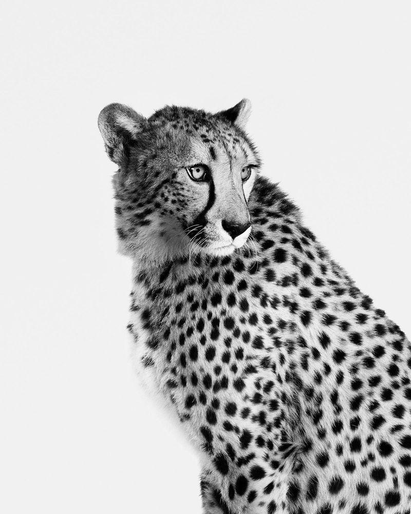 Artwork - Cheetah No. 1 (BW) (Large)