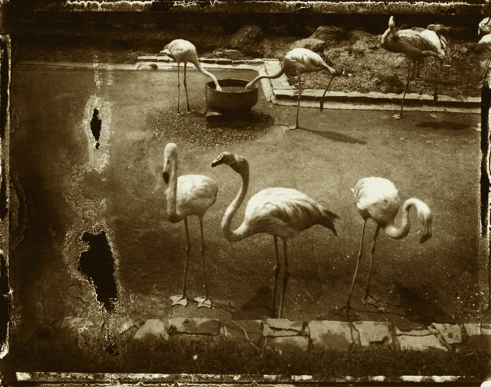 Artwork - Les Loiseaux d’Anvers