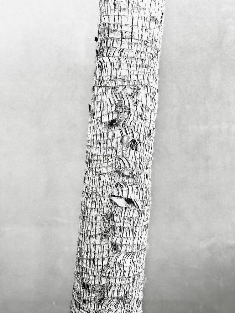 Artwork - Palm Bark