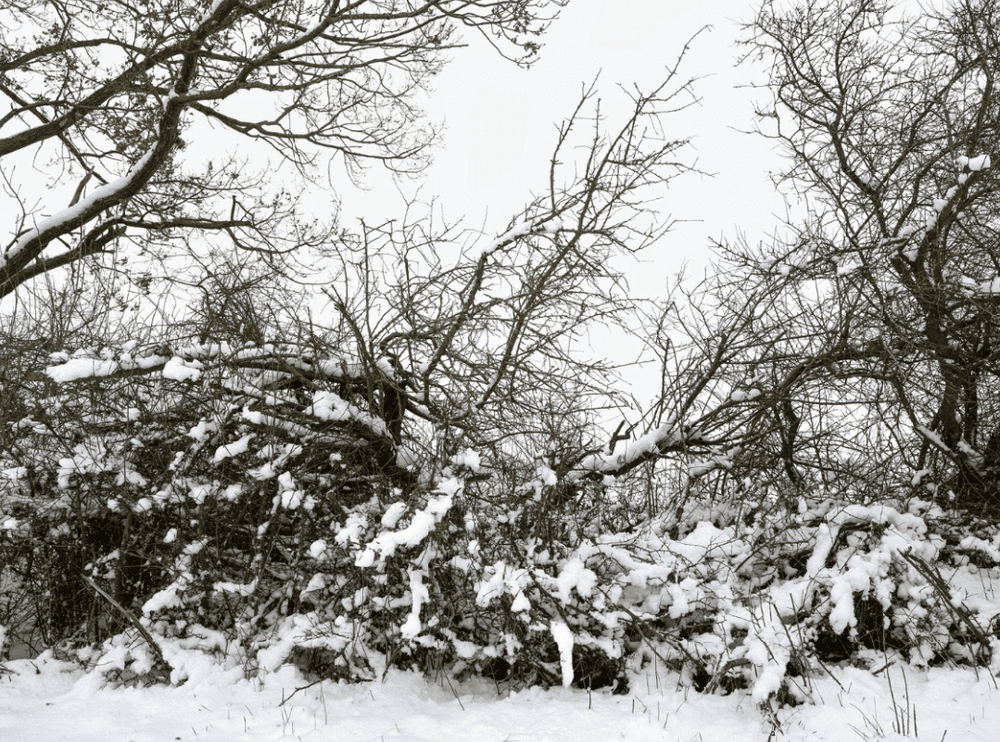 Artwork - Hecke, Feldberger Seenlandschaft 2021