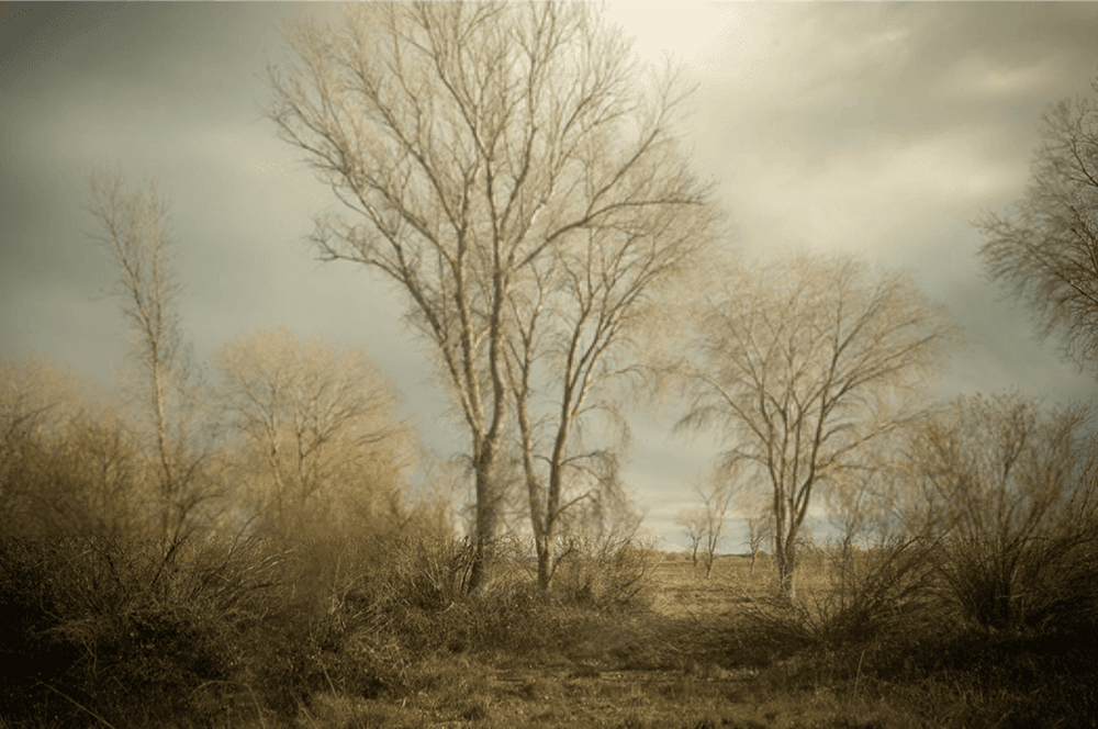Artwork - #12161-1598