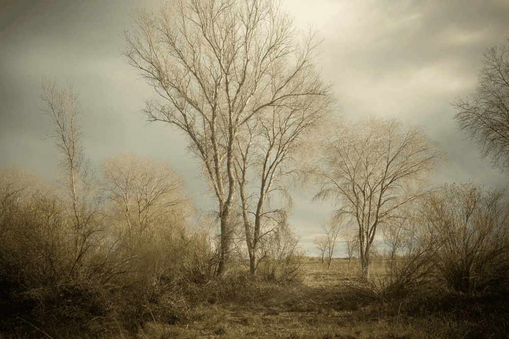 Artwork - 2161-1598