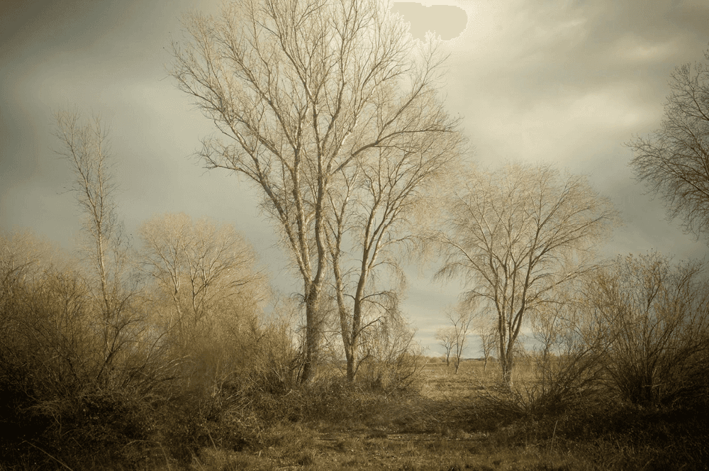 Artwork - Untitled #12161-1598