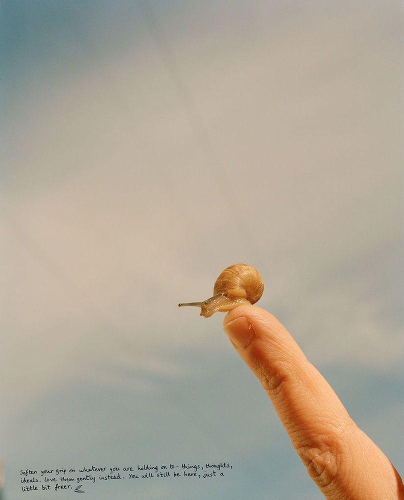 Artwork - All Creatures Great and Small (Large)