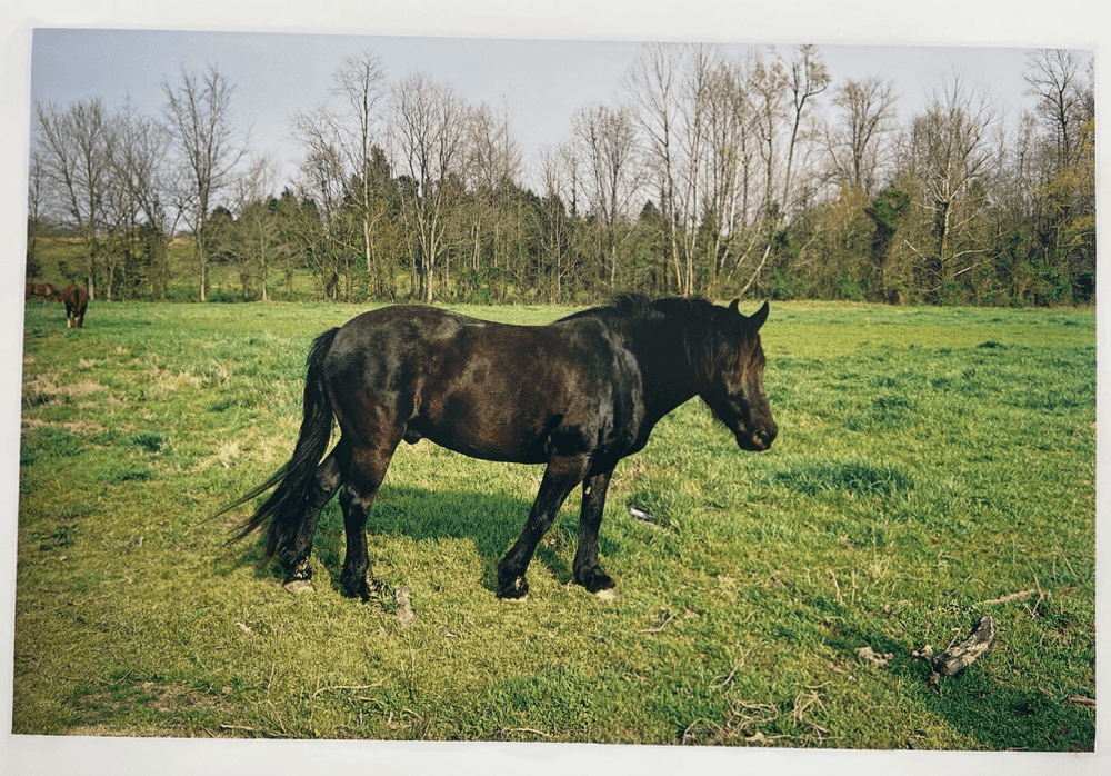 Artwork - Horse