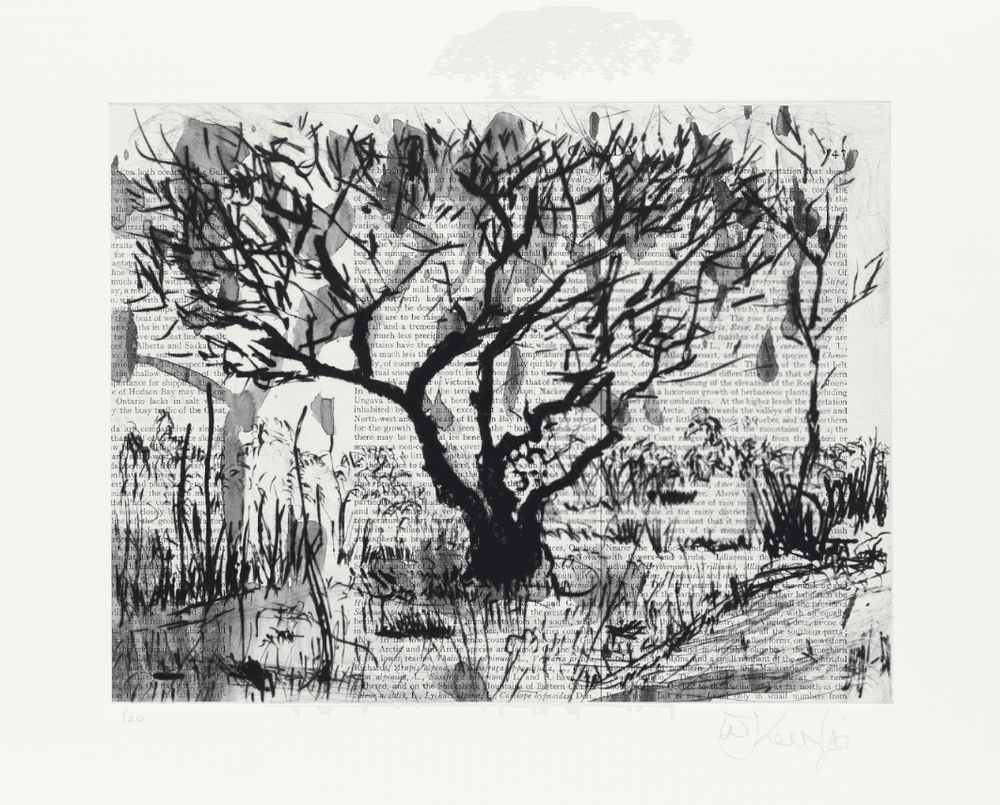 Artwork - Tree (Century Dictionary)