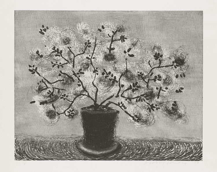Black Wire Plant