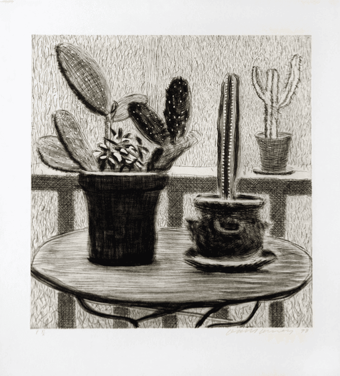 Cacti On Terrace