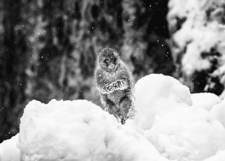 Shackleton 