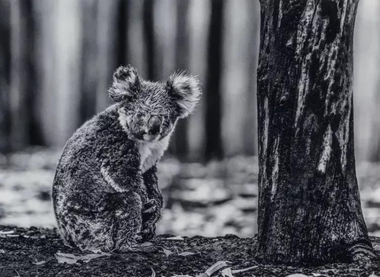 Survivor (Koala Bear)