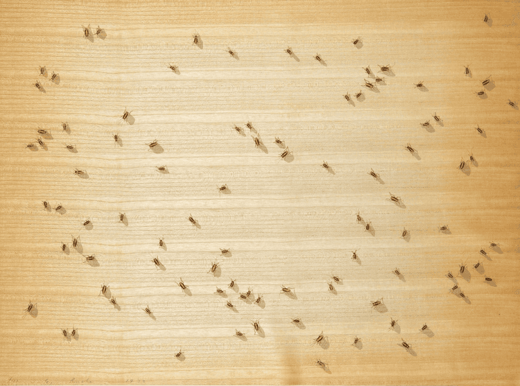 Cockroaches