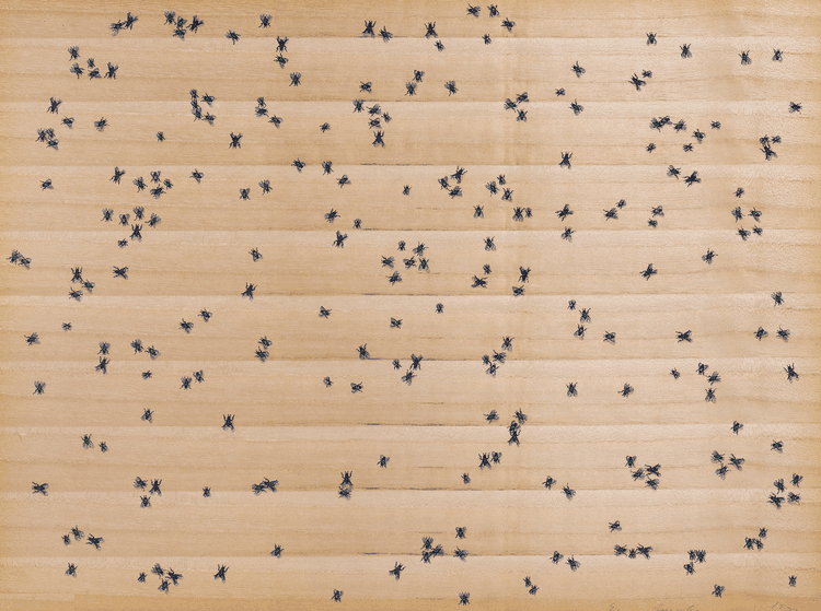 Insects (Flies)