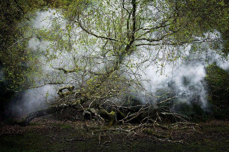 Between The Trees 13 (Small)