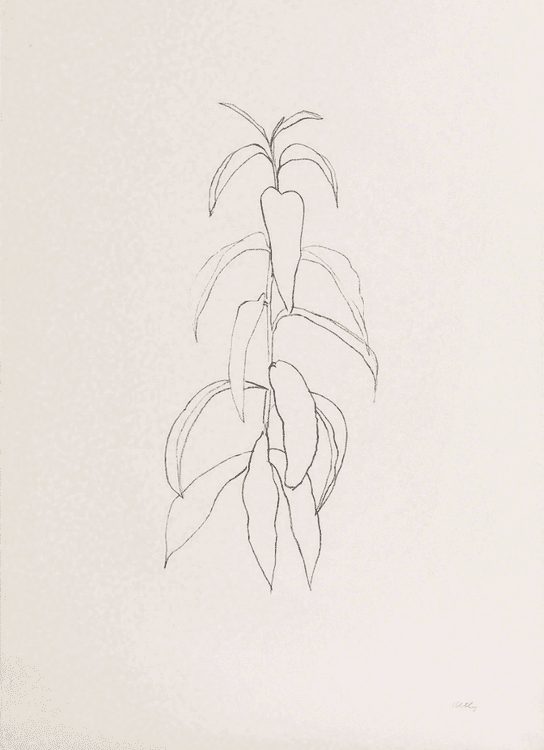Peach Branch