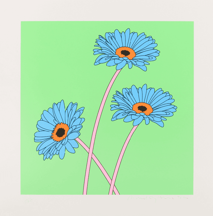 Gerberas