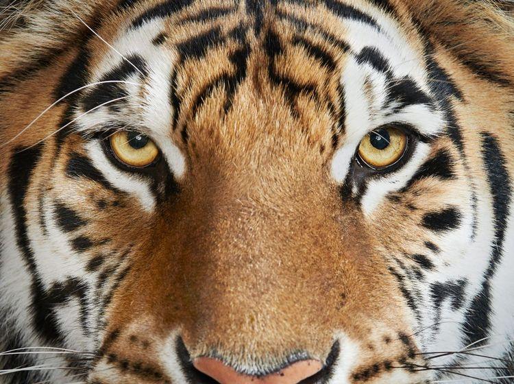 Bengal Tiger No. 4 (Medium)