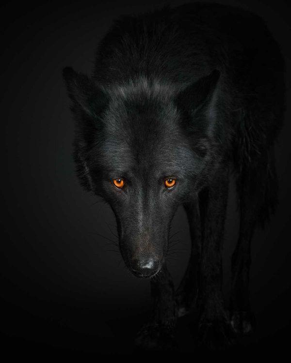 Black Wolf No. 1 (Large)