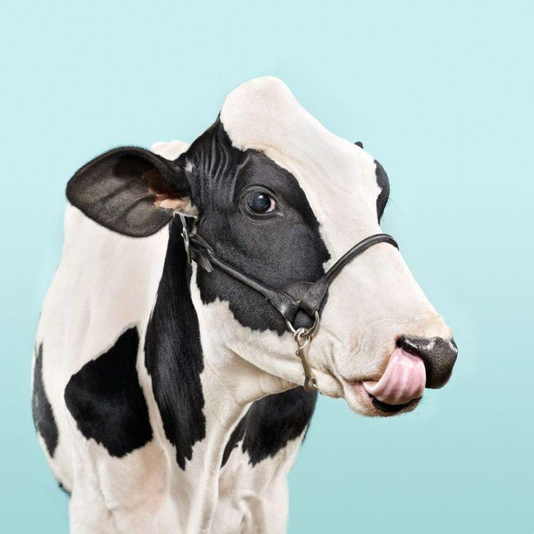 Blue Cow (Small)