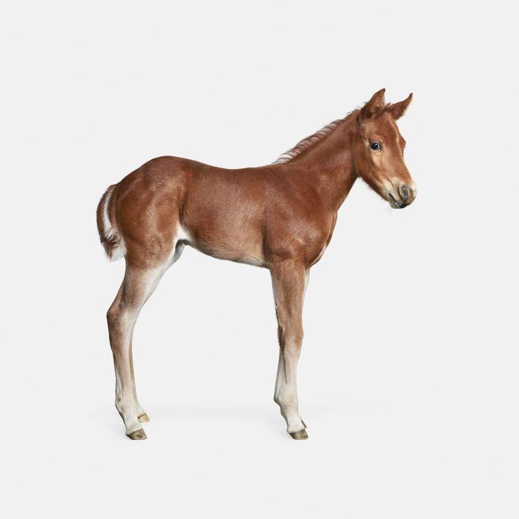 Foal No. 1 (Small)