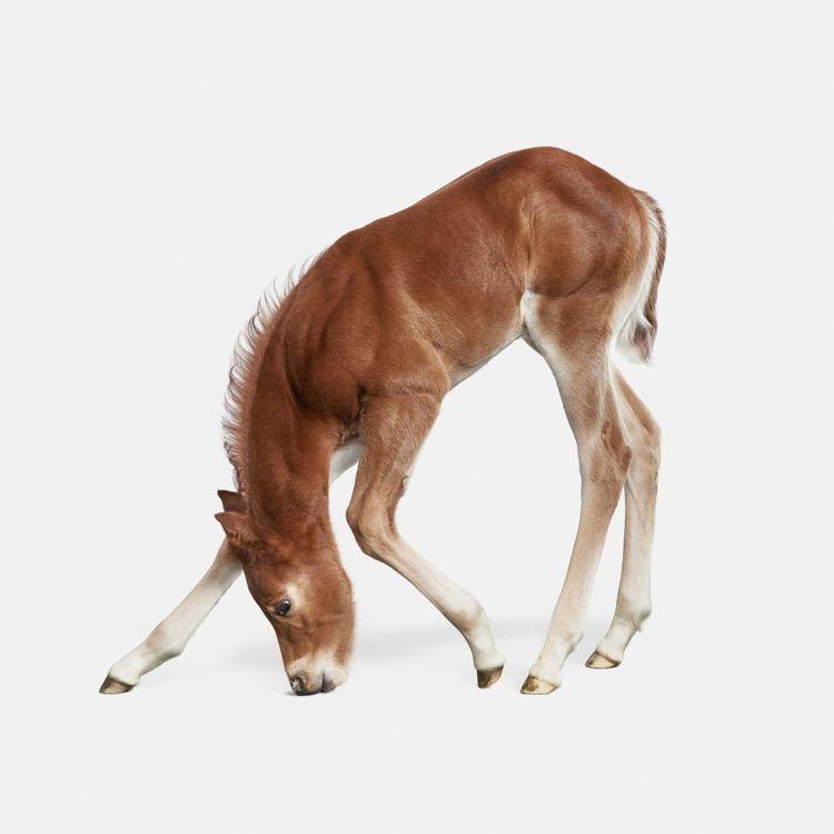 Foal No. 2 (Small)