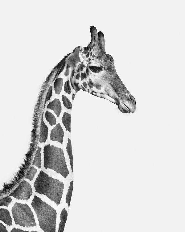 Giraffe No. 1 (BW) (Medium)