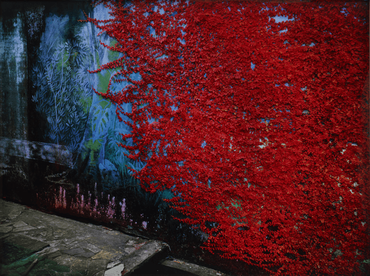 Creeper, Belém do Pará