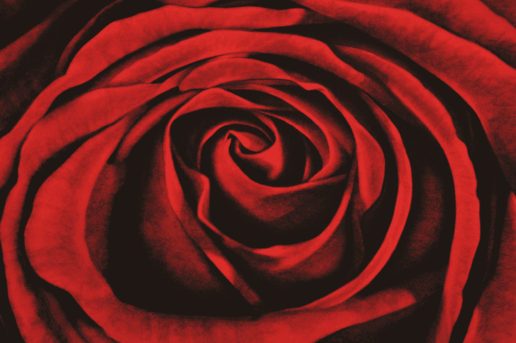 Rose, from Ophelia