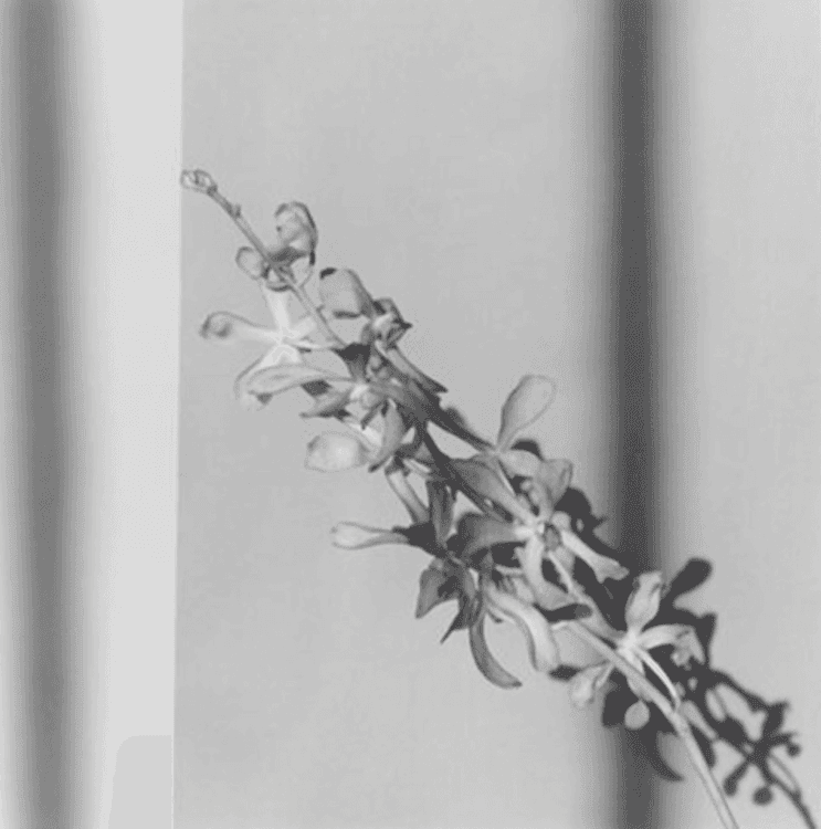 Orchid