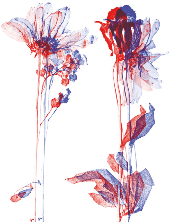 Anaglyph Pressed Flowers