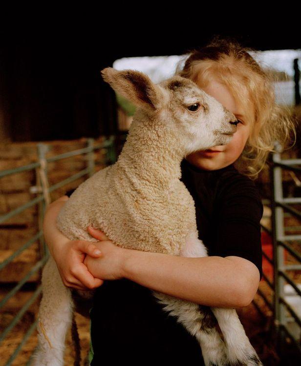 The Lamb and Clara (Small)