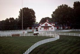 Artwork - Horse Paddock