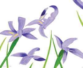 Artwork - Purple Irises on White