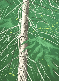 Artwork - Spruce