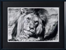 Artwork - Sovereign