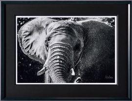 Artwork - Tusker