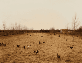 Artwork - Huhner, Krefeld Chickens