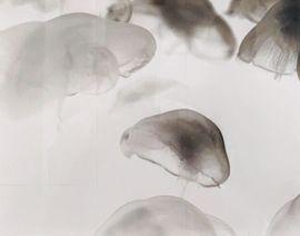 Untitled (Jellyfish)