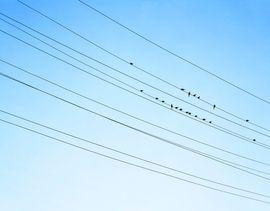 Resting Birds (Small)