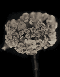 Hydrangea