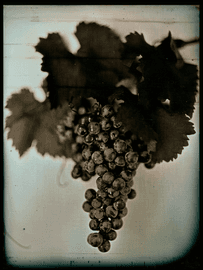 Artwork - Red Wine Grape I