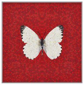 https://cdn.fairart.io/thumbnail_Damien_Hirst_DP_1_Appias_Sabina_Depictions_1_7baf4cd629.jpg - 0