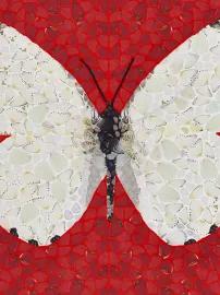 https://cdn.fairart.io/thumbnail_Damien_Hirst_DP_1_Appias_Sabina_Depictions_3_3d3357c5e5.webp - 2